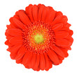 Perfect Orange Gerbera Flower Isolated on White