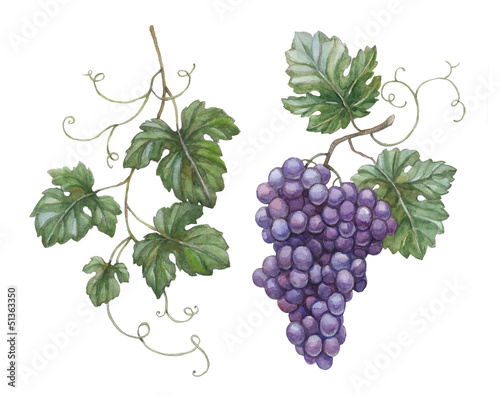 Illustration: Watercolor illustration of grapes with leaves Watercolor illustration of grapes with leaves