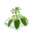 Woodruff