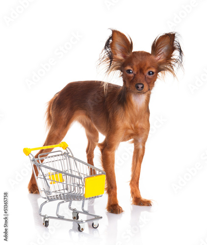 Photo: Toy Terrier with shopping cart isolated on white. Funny little d Toy Terrier with shopping cart isolated on white. Funny little d