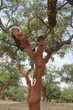 Cork trees