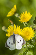 Large white butterfly on yellow flower