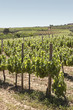 Vineyards
