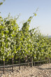 Vineyards
