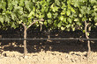 Grapevines