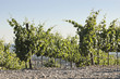 Vineyards