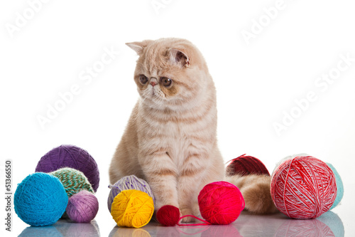Photo: Exotic shorthair cat. Cat with balls of threads. Exotic shorthair cat. Cat with balls of threads.