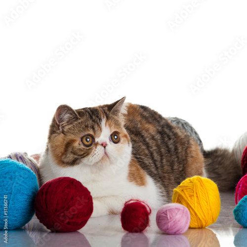 Photo: Exotic shorthair cat. Cat with balls of threads. Exotic shorthair cat. Cat with balls of threads.