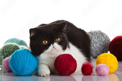 Photo: Exotic shorthair cat. Cat with balls of threads. Exotic shorthair cat. Cat with balls of threads.