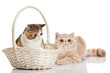 Exotic shorthair cat.  Two cats sitting
