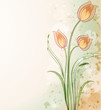 Delicate tulip