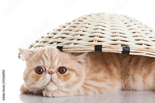 Photo: Exotic shorthair cat. Funny playful cat Exotic shorthair cat. Funny playful cat