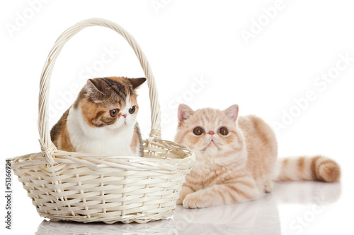 Photo: Exotic shorthair cat. Two cats sitting Exotic shorthair cat. Two cats sitting