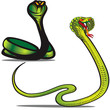 Vector: Cobra Snakes Concept Cobra Snakes Concept