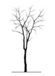 Tree Silhouette