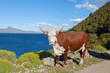 Cow grazing in Patagonia, Argentina