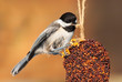 Pecking Chickadee