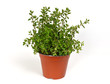 Oregano