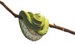 Green tree python