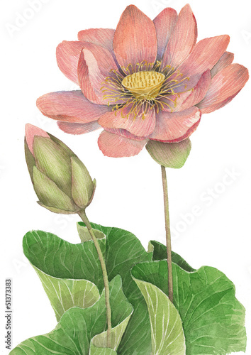 Illustration: Fior di loto - Nuphar luteum Fior di loto - Nuphar luteum