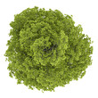 top view of common lime tree isolated on white background