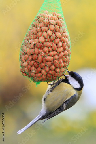 Photo: Meise-33971b1 Meise-33971b1