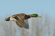 Photo: Mallard Drake Mallard Drake