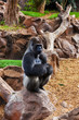 Gorilla monkey in park at Tenerife Canary