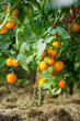 Green tomato plant sprayed with chemical mixture