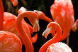 Kuba-Flamingo (Phoenicopterus ruber)