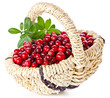 Ripe cranberries with leaves in basket on white background
