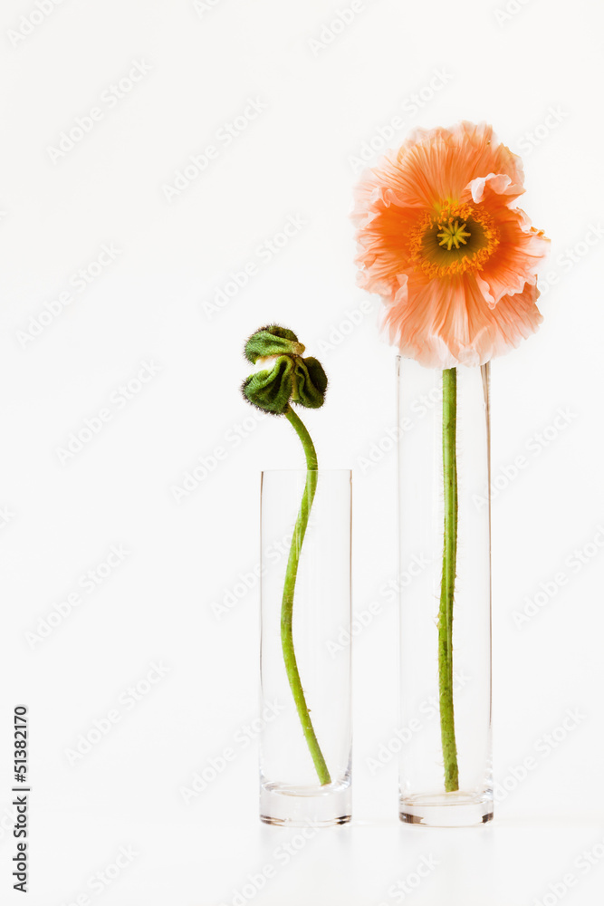 Mohnblüten