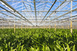 Amaryllis nursery in a greenhouse