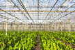 Flower nursery in a green house