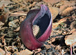 Unusual flower 6
