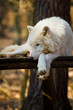 Polarwolf oder Weißwolf (Canis lupus arctos)
