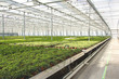 Hedera nursery in a green house