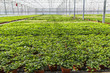 Hedera nursery in a green house