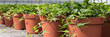 Hedera pottery