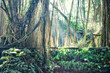 Foto: jungle jungle