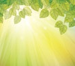 Vector of green leaves on sunny sky background.