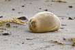 Europäischer Seehund (Phoca vitulina vitulina)