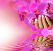 French Nails - pink background