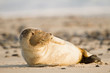 Europäischer Seehund (Phoca vitulina vitulina)