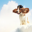 Dog-aviator wearing a helmet pilot. Collage