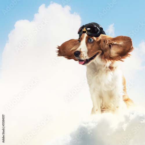 Photo: Dog-aviator wearing a helmet pilot. Collage Dog-aviator wearing a helmet pilot. Collage