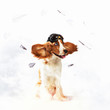 Dog-aviator wearing a helmet pilot. Collage