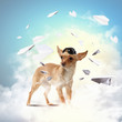Dog-aviator wearing a helmet pilot. Collage