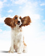 Funny dog portrait