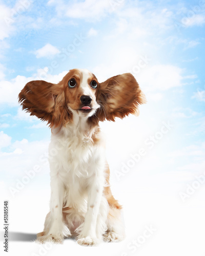 Photo: Funny dog portrait Funny dog portrait